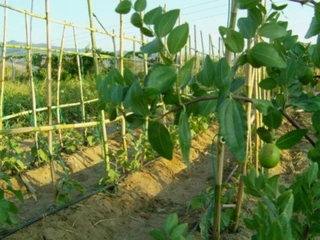 Börülce Yetiştiriciliği ve Bakımı